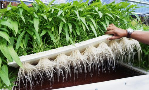 Nông nghiệp Hà Nội chuyển mình mạnh mẽ từ kinh tế hợp tác ứng dụng công nghệ cao