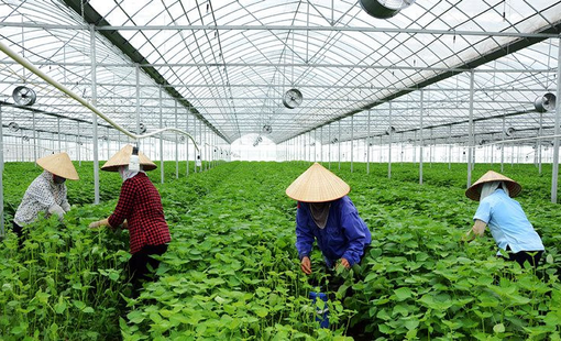 Nông nghiệp tuần hoàn: Hướng đi tạo giá trị bền vững cho kinh tế nông thôn
