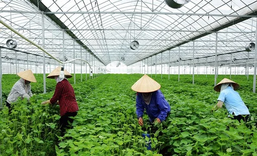 Nông nghiệp tuần hoàn: Hướng đi tạo giá trị bền vững cho kinh tế nông thôn