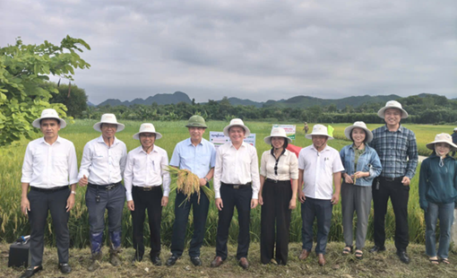 Xã Quỳ Hợp đánh giá đầu bờ giống lúa lai SYN18 đạt năng suất cao 2026