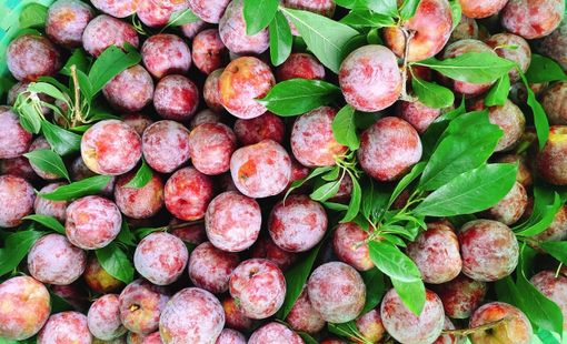 MÙA MẬN CHÍN TRÊN CAO NGUYÊN: HƯƠNG VỊ NGỌT LÀNH GIÚP NGƯỜI DÂN TĂNG THU NHẬP