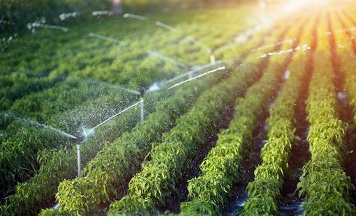 Nông nghiệp xanh: Cuộc tái sinh thầm lặng của nền nông nghiệp Việt Nam
