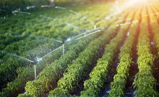 Nông nghiệp xanh: Cuộc tái sinh thầm lặng của nền nông nghiệp Việt Nam