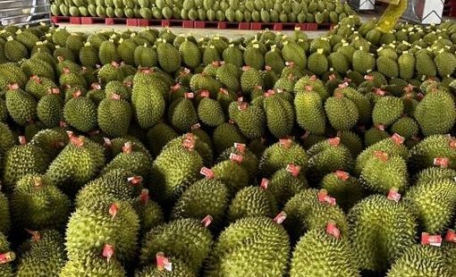 Từ IPHM đến VietGAP: Hướng đi bền vững cho sầu riêng Cần Thơ