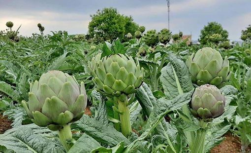 OCOP 5 sao Lào Cai: Khi cây Atiso Sa Pa trở thành thương hiệu quốc gia