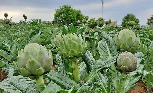 OCOP 5 sao Lào Cai: Khi cây Atiso Sa Pa trở thành thương hiệu quốc gia