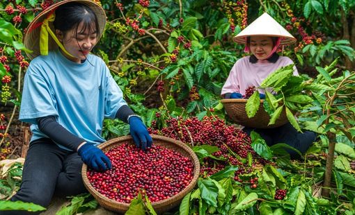 Gieo giá trị từ vùng nguyên liệu, Simexco Đắk Lắk viết tiếp câu chuyện cà phê Việt