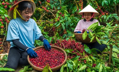 Gieo giá trị từ vùng nguyên liệu, Simexco Đắk Lắk viết tiếp câu chuyện cà phê Việt