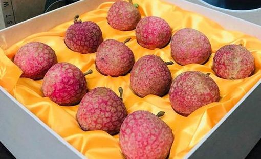 Vải thiều Lục Ngạn Hồng Xuân – Niềm tự hào OCOP 5 sao của Bắc Giang trên hành trình chinh phục thị trường quốc tế