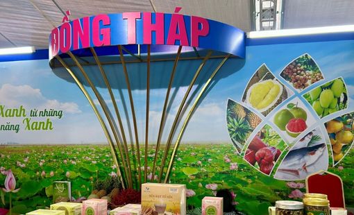 OCOP 5 sao Đồng Tháp: Hạt sen sấy Nam Huy Đồng Tháp và hành trình nâng tầm “quốc hoa” miền Tây