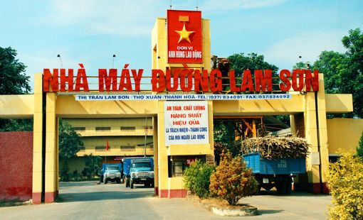 Mía đường Lam Sơn và câu chuyện phía sau những cánh đồng mía xứ Thanh