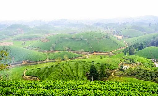 Phú Thọ mở rộng vùng chè an toàn: Xuất khẩu hơn 40 quốc gia