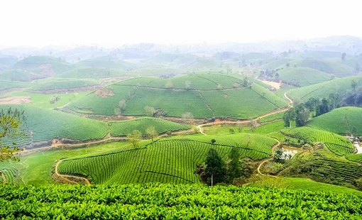 Phú Thọ mở rộng vùng chè an toàn: Xuất khẩu hơn 40 quốc gia