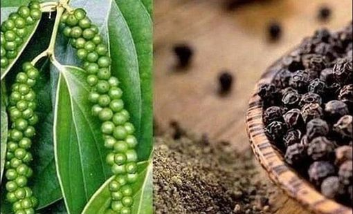 Công ty Cổ phần Hồ Tiêu Việt: Khi gia vị Việt chinh phục thị trường bằng chất lượng và sự minh bạch