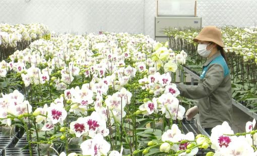 Hà Nội thí điểm nông nghiệp sinh thái, công nghệ cao: Mở lối phát triển nông nghiệp đô thị hiện đại