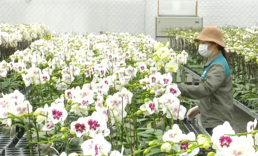 Hà Nội thí điểm nông nghiệp sinh thái, công nghệ cao: Mở lối phát triển nông nghiệp đô thị hiện đại