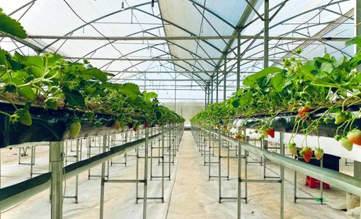 Nỗi lo của những người tiên phong làm nông nghiệp công nghệ cao ở Măng Đen, Quảng Ngãi