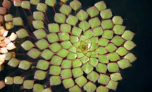 20 loài cây sở hữu hoa văn hình học kỳ ảo, hé lộ “mật mã” thú vị của vũ trụ