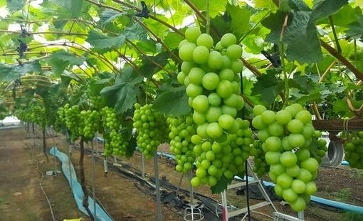 Biến ruộng màu thành vườn nho công nghệ cao, chàng trai trẻ Thuận An viết câu chuyện khởi nghiệp trên quê hương