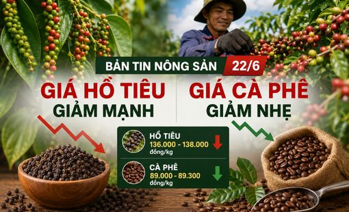 Giá nông sản ngày 22/6: Giá hồ tiêu giảm mạnh, cà phê điều chỉnh nhẹ
