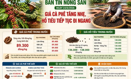 Giá nông sản ngày 23/6: Giá cà phê phục hồi nhẹ, hồ tiêu tiếp tục đi ngang