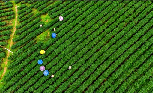 Công ty Việt Tú: Từ những đồi chè Đường Hoa đến 6 sản phẩm OCOP 5 sao quốc gia