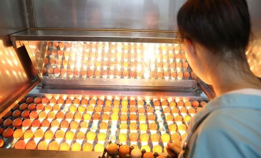 Tập đoàn Dabaco: Bên trong hệ thống sản xuất 300 triệu quả trứng mỗi năm