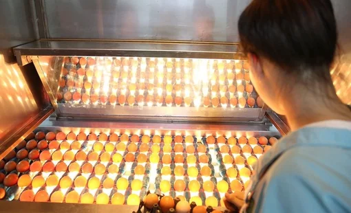 Tập đoàn Dabaco: Bên trong hệ thống sản xuất 300 triệu quả trứng mỗi năm