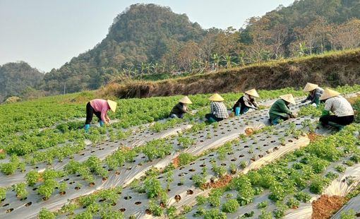 Nông nghiệp hữu cơ Việt Nam: Làn sóng tái cấu trúc nông nghiệp sinh thái và chuỗi giá trị xanh
