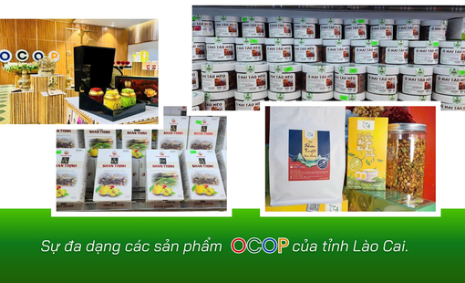 OCOP Lào Cai: Đánh thức tiềm năng đặc sản vùng cao, tạo động lực phát triển kinh tế nông thôn