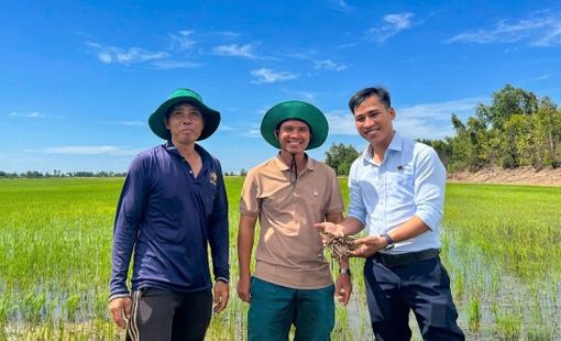 Công ty CPPB Bình Điền: Hồi sinh đất phèn, kiến tạo những cánh đồng lúa xanh khỏe