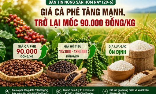 Giá nông sản hôm nay (29-6): Giá cà phê tăng mạnh, trở lại mốc 90.000 đồng/kg