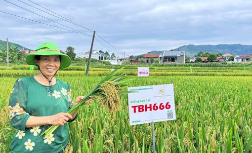 TBH666 – Giống lúa lai mới của ThaiBinh Seed gây chú ý ngay từ vụ khảo nghiệm đầu tiên