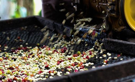 Giá nguyên liệu ngành chế biến nông sản liên tục biến động: Doanh nghiệp ứng phó thế nào?