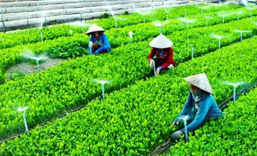 Kinh tế hợp tác xã trong chuỗi giá trị nông nghiệp: Mắt xích quan trọng để nâng tầm nông sản Việt
