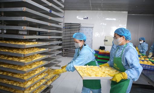 Chế biến nông sản: “nút thắt vàng” của công nghiệp nông thôn Việt Nam