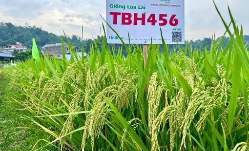 ThaiBinh Seed khẳng định vị thế với bộ đôi lúa lai TBH456 và QL301 đạt năng suất vượt trội