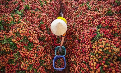 Doanh nghiệp công nghiệp nông thôn và bài toán “được mùa mất giá”