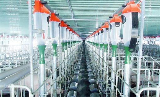 Thức ăn chăn nuôi Việt Nam: Khi chi phí đầu vào chi phối toàn bộ chuỗi giá trị nông nghiệp