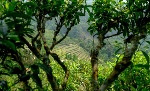 Hà Giang và dấu ấn OCOP 5 sao quốc gia: Từ những búp chè cổ thụ đến thương hiệu trà vươn tầm Việt Nam
