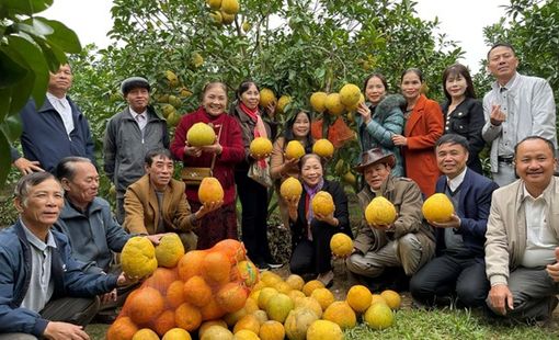 Bưởi ruột hồng Hà Long – Trái ngọt từ vùng đất cổ