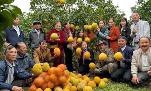 Bưởi ruột hồng Hà Long – Trái ngọt từ vùng đất cổ