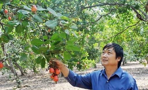 Công nghiệp chế biến điều nâng tầm giá trị nông sản Việt