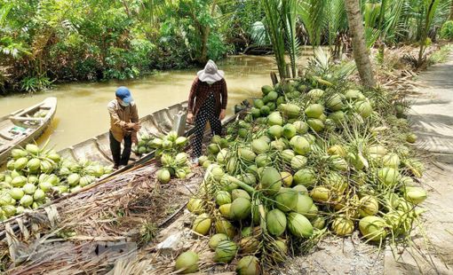 Giá trị gia tăng từ dừa mở rộng không gian phát triển cho công nghiệp nông thôn