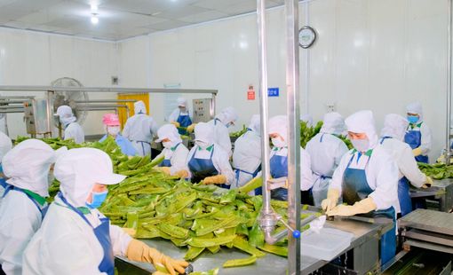 Doanh nghiệp nông thôn tạo động lực nâng tầm nông sản Việt