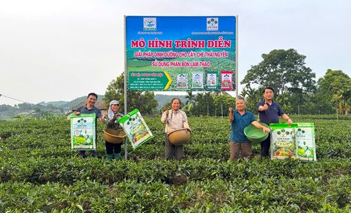 Hiệu quả bước đầu từ việc phối hợp phân bón Supe Lâm Thao trên cây chè tại Thái Nguyên