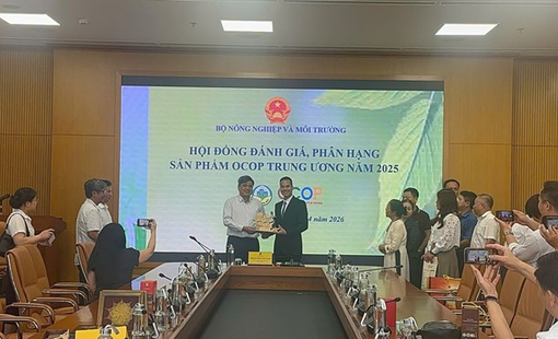 Rượu ba kích tím ngâm dưới Vịnh Hạ Long: hành trình từ đặc sản địa phương đến OCOP 5 sao quốc gia