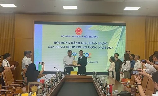 Rượu ba kích tím ngâm dưới Vịnh Hạ Long: hành trình từ đặc sản địa phương đến OCOP 5 sao quốc gia