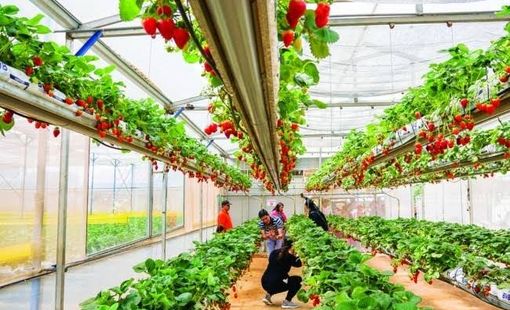 Kinh tế xanh mở hướng phát triển bền vững cho nông nghiệp Thủ đô