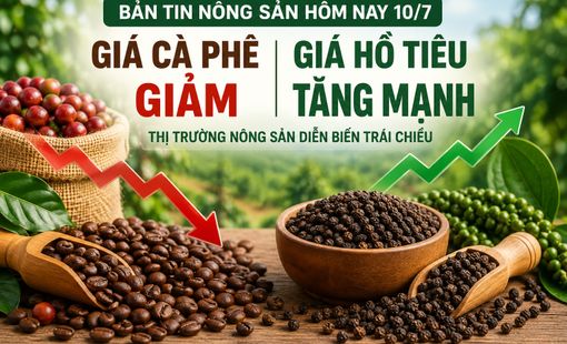 Giá nông sản hôm nay 10/7: Giá cà phê tiếp tục giảm sâu, hồ tiêu tăng tới 5.000 đồng/kg
